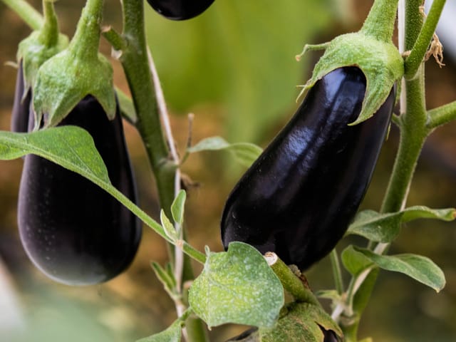 EGGPLANT (1KG)