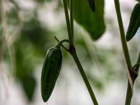 JALAPENO GREEN HOT PEPPER (200 GRAMS)