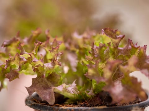 LOLLO ROSSO LETTUCE (120 GRAMS)