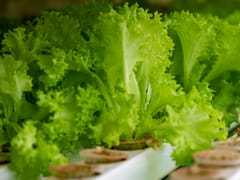 LOLLOBINDO LETTUCE (120 GRAMS)