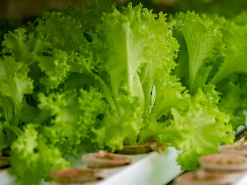 LOLLOBINDO LETTUCE (120 GRAMS)