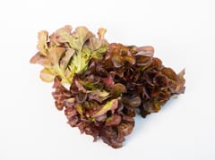 RED OAKLEAF LETTUCE (120 GRAMS)