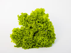 LOLLOBINDO LETTUCE (120 GRAMS)