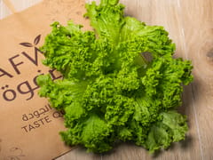 LOLLOBINDO LETTUCE (120 GRAMS)