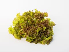 LOLLO ROSSO LETTUCE (120 GRAMS)